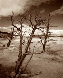 Yellowstone N.P. - Canary Springs Tree